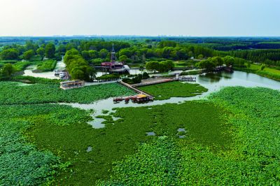 《公园荷香》