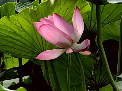 明湖荷花（2）
