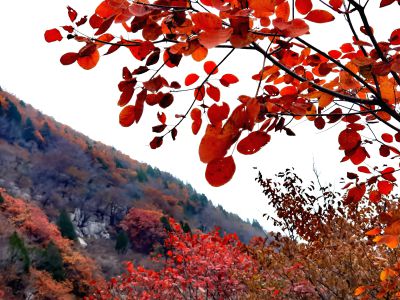 走进秋天 （4）