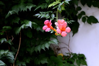 凌霄花