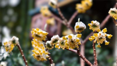 万竹园门前的结香花