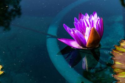 植物园里有小景