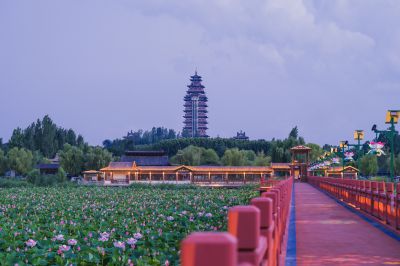 望湖塔畔荷花开