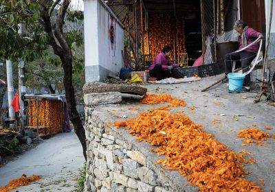 又到柿子收获季