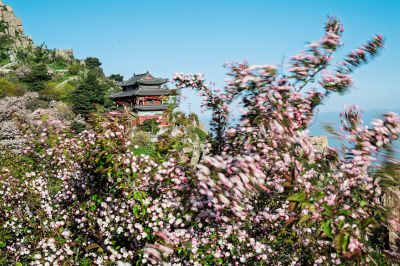 花海古韵