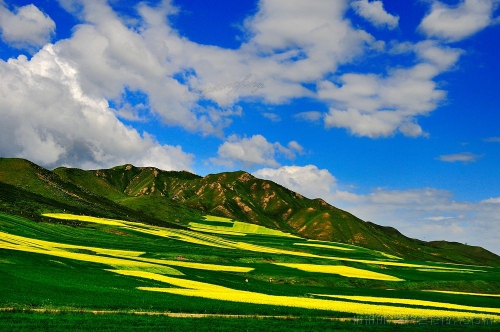 甘南油菜花