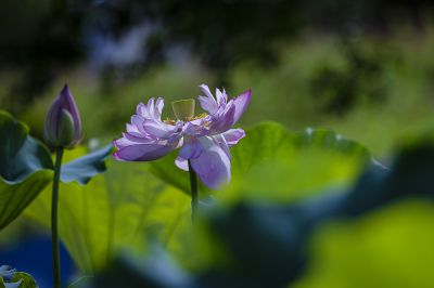 红衣翠盖