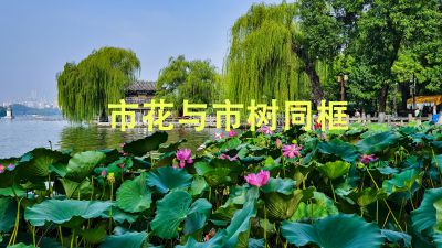 市花与市树同框