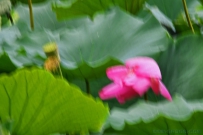 [原创]留得残荷听雨声