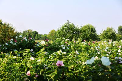 芙蓉葵花田（1）