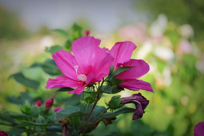 绿叶扶花别样红（1）