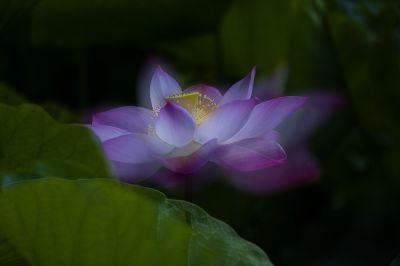 瑶池仙葩
