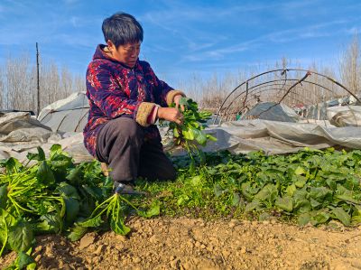 《晴日田间采青菜》