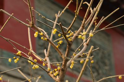 红墙映蜡梅，幽幽吐暗香