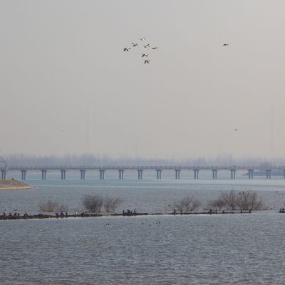 济南天桥沉砂池天鹅4