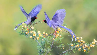 花枝俏