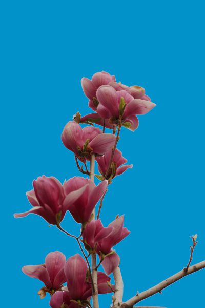 玉兰花开（2）