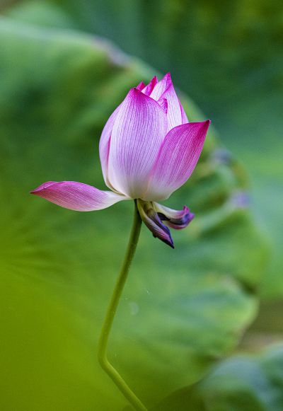 清香远溢