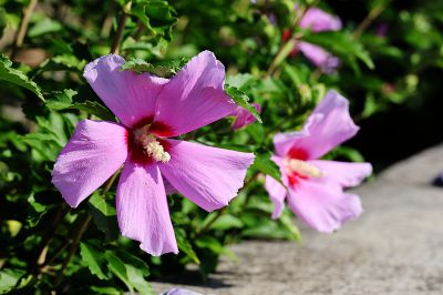 木槿花（1）
