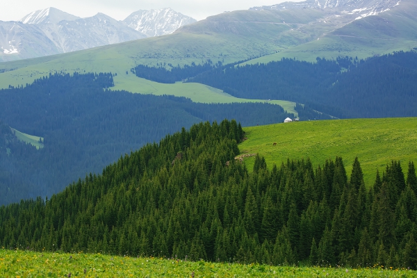 新疆伊犁天山腹地行摄之旅 —— 喀拉峻草原之猎鹰台