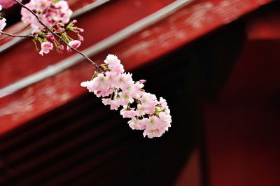 亭前樱花（1）