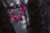 [原创   朵朵花开淡墨痕