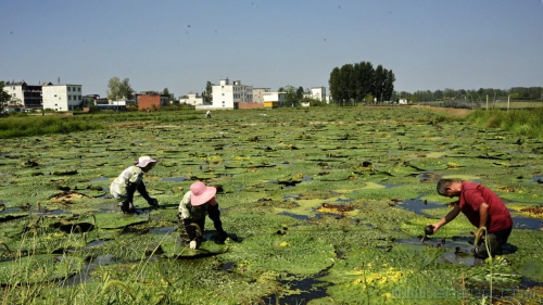 [原创]茨实种植助力河南固始杨集村民增收