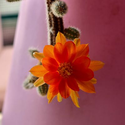 鼠尾掌开花了3