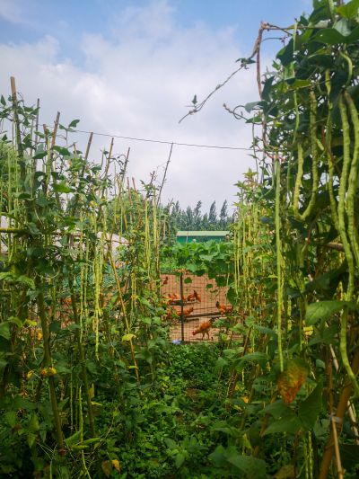 《豆角满架》