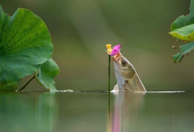 吃口鲜花！