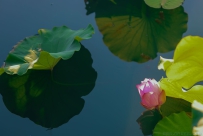 [原创] 看取禅心静  莲花出水时