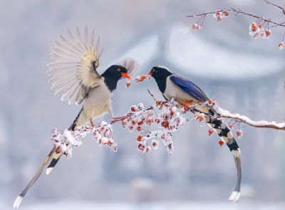 双鹊图
