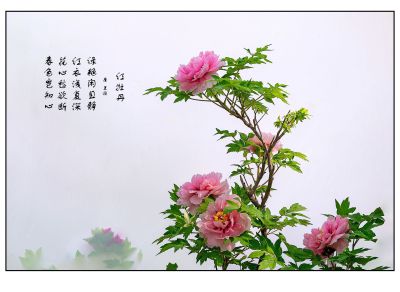 春色知心