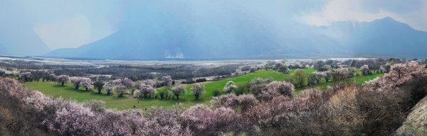 [原创]在那桃花盛开的地方