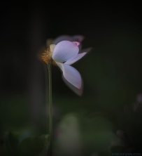 [原创]荷花深处 ......