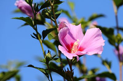 木槿花（3）