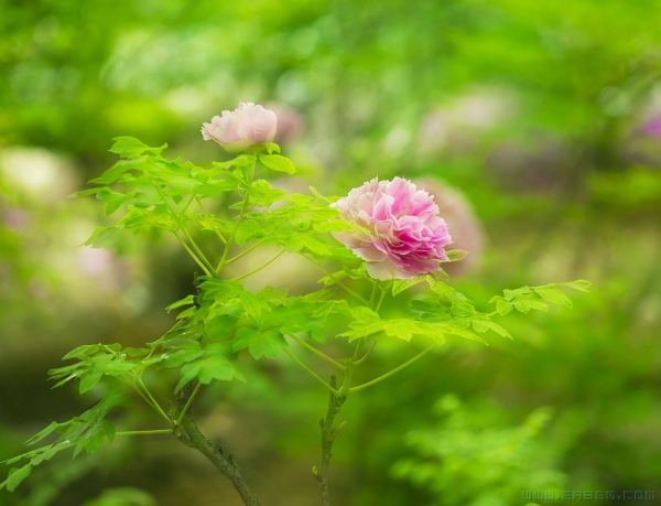 [原创]独占风光三月暮