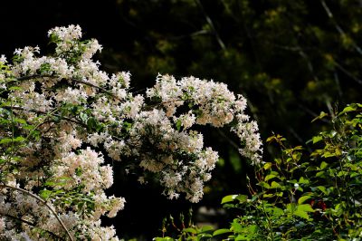 猥实花（2）