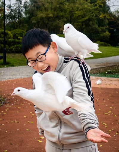 童鸽嬉戏