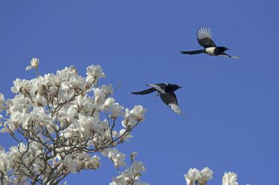 报春