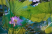 [原创]荷花深处......