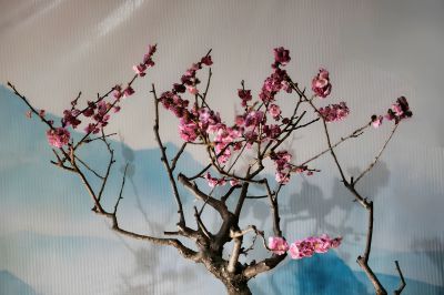 迎春梅展（2）