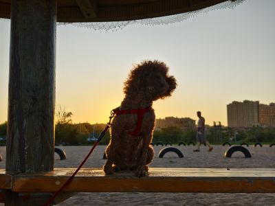 夕阳下的狗狗