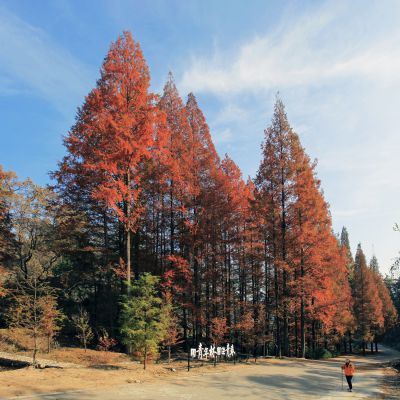 秋日水杉（临朐）