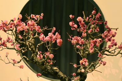 迎春梅展（1）