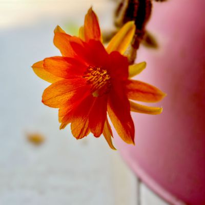 鼠尾掌开花了1