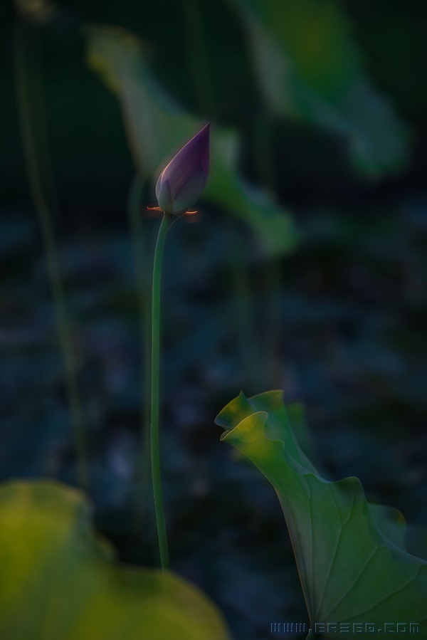 [原创]幽婉的芬芳