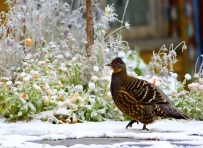 [原创] 雪地闲庭漫步