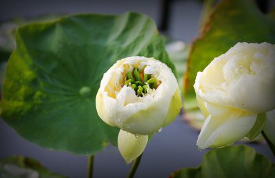 夏日荷影（11）