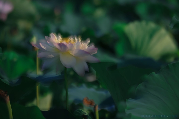 [原创]梦入芙蓉浦